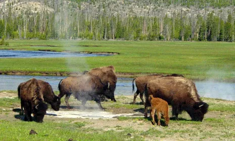 Yellowstone National Park en Estados Unidos