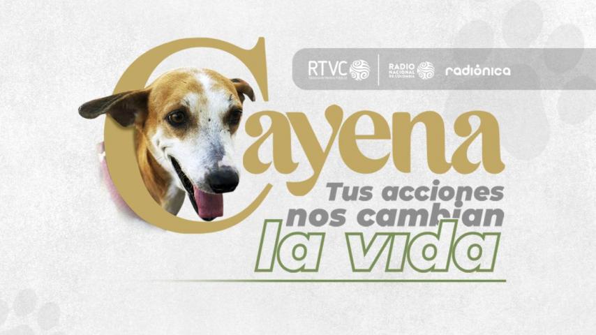 Conoce el Proyecto Cayena, sobre el cuidado y protección animal