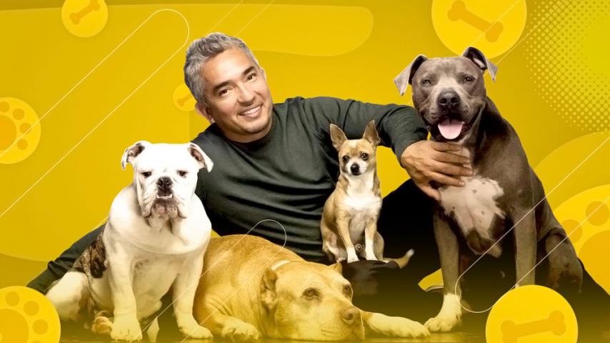 "El encantador de perros" llega a la pantalla de Señal Colombia