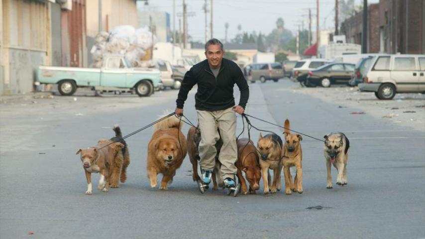 A propósito de "El encantador de perros", diez consejos para cuidar a tu mascota