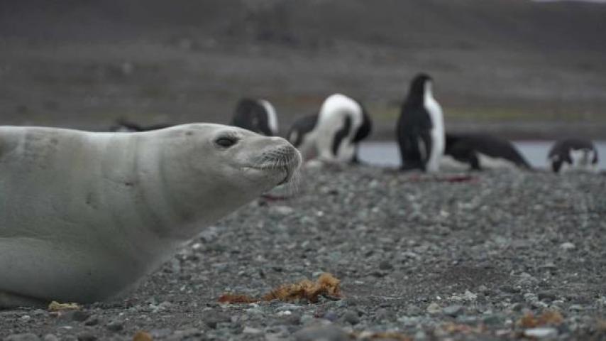 Colombia Antártica: especial de Radio Nacional