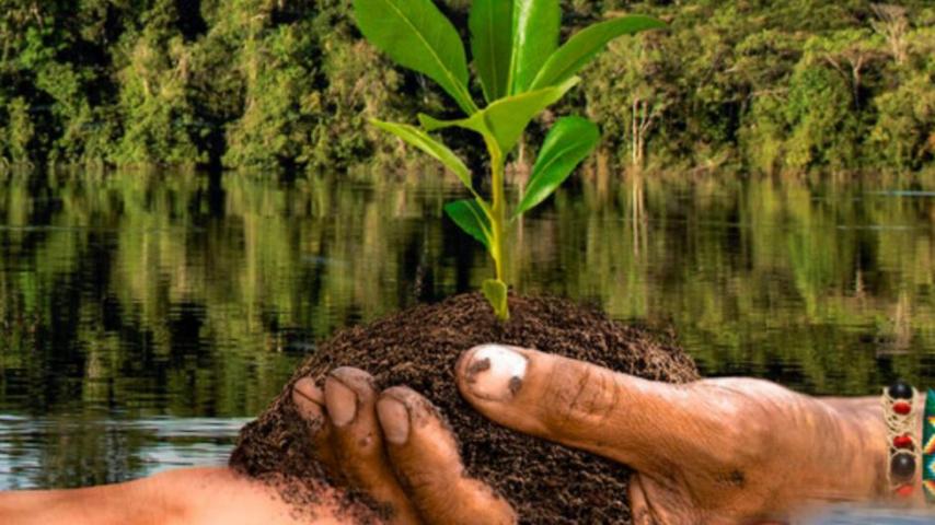 Conpes 4021: especial ambiental sobre reforestación