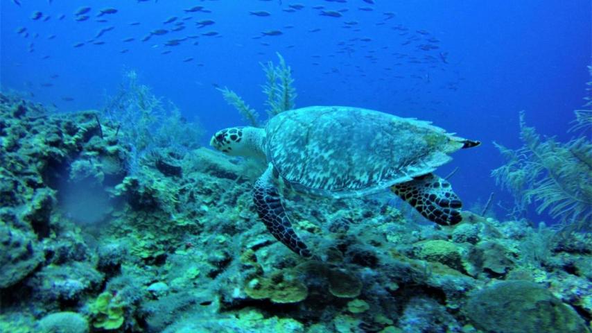 Tortugas marinas en Seaflower: especial de Radio Nacional de Colombia