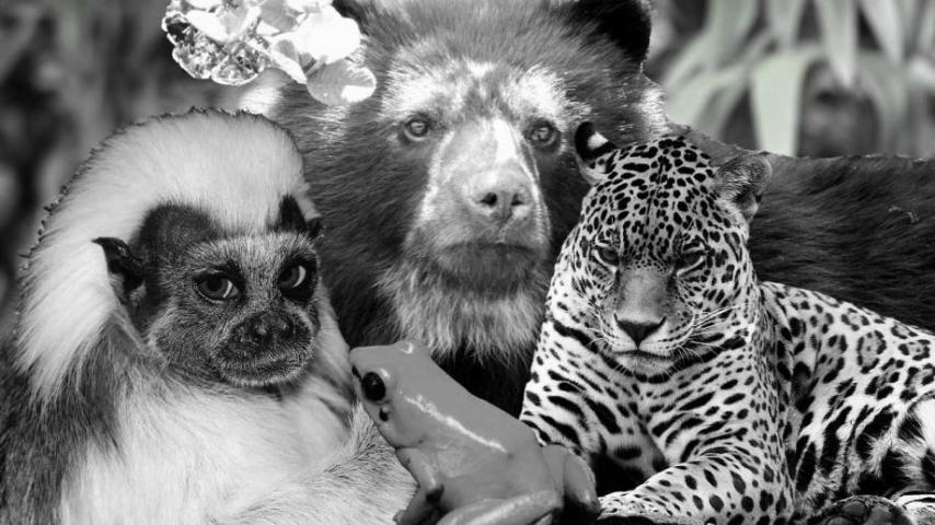 COP16: Las especies silvestres más amenazadas de Colombia