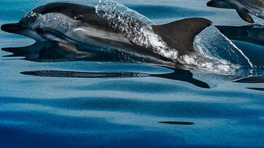 Guía de Mi Señal sobre la inteligencia de los delfines