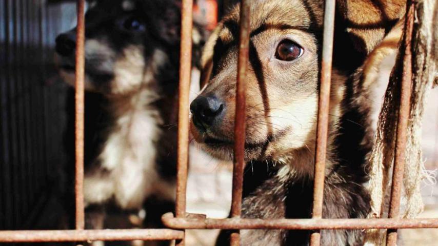 Cómo denunciar maltrato animal, con tu amigo Canal Institucional