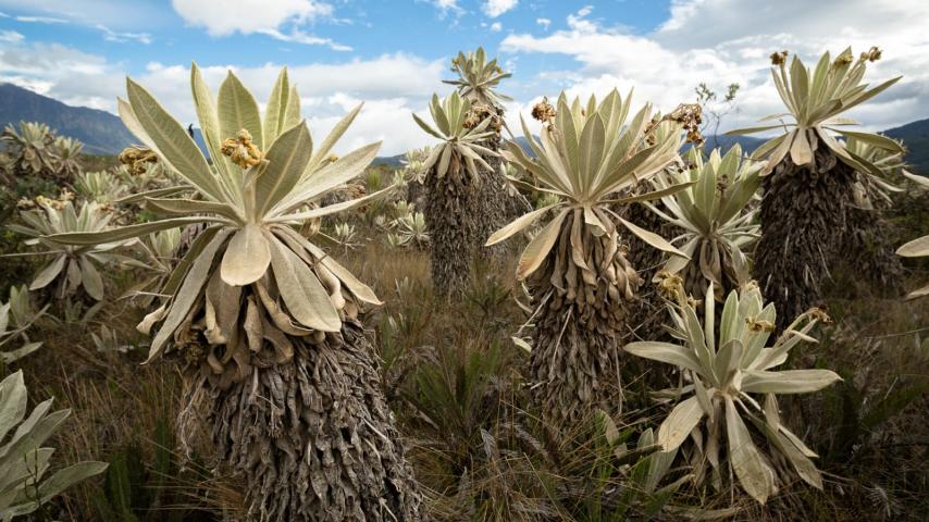 Retos para hacer pedagogía sobre los frailejones