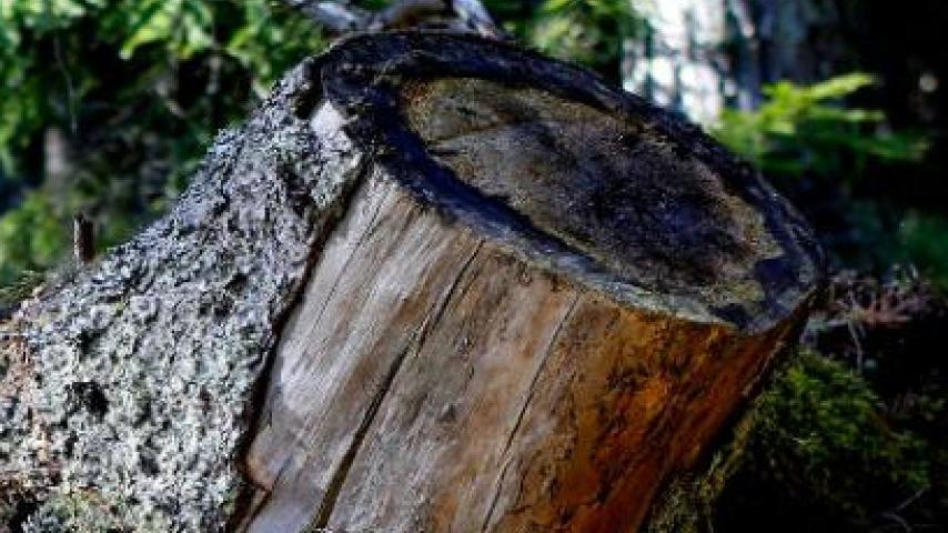 Hábitos para cuidar el medio ambiente