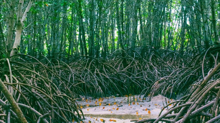 Qué significa el Día Internacional de la defensa de los manglares
