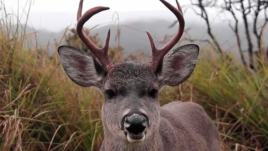 Cinco producciones de RTVC están nominadas en festivales de China