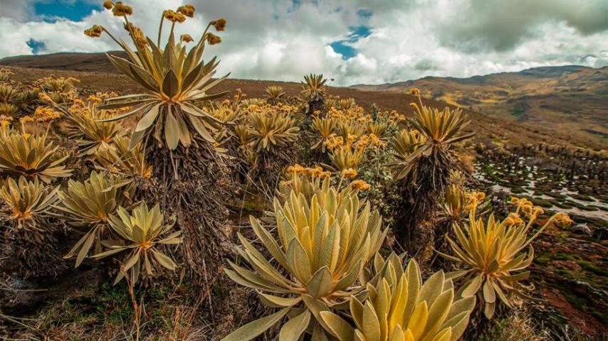 Nuestro documental "Páramos, el país de las nieblas" es finalista del Premio Gabo 2023