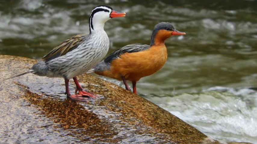 ¿Conoces Putumayo? Anota estos planes y conéctate al nuevo especial de Radio Nacional