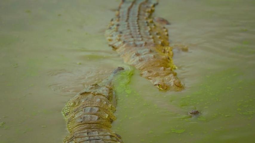 El documental "Reyes del Orinoco" llega a la pantalla de Señal Colombia