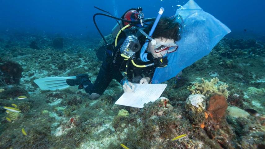 Los tesoros de Seaflower: especial de Radio Nacional de Colombia