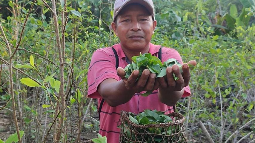 La ruta del mambe: especial de Radio Nacional de Colombia