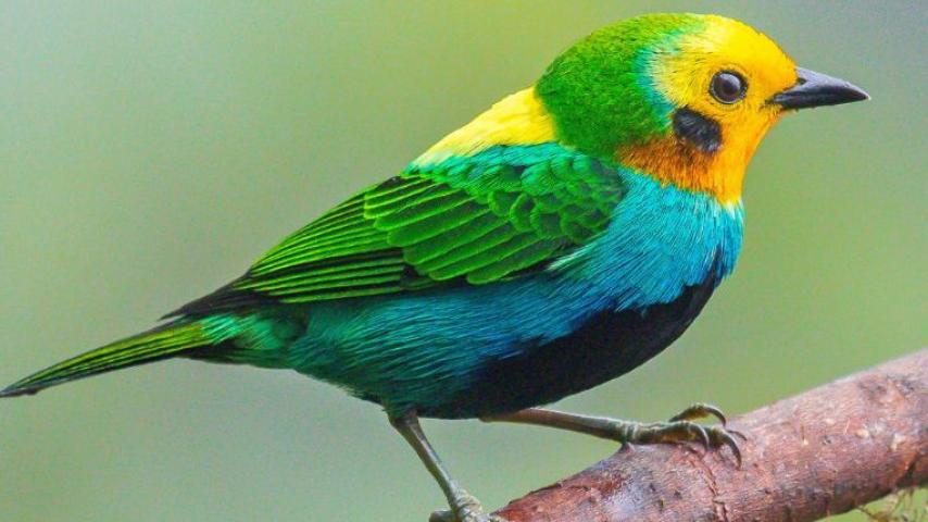 Día internacional de las aves: conoce las nuestras