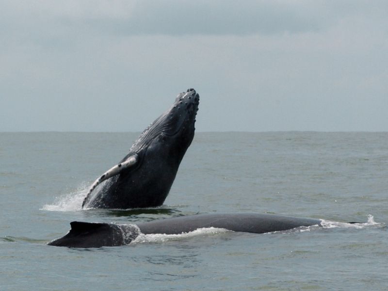 Ballenas en el Pacífico Colombiano. Parques Nacionales Naturales de Colombia.