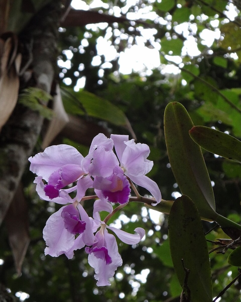 Orquídea nacional de Colombia. Karolyna Roca con licencia C.C.