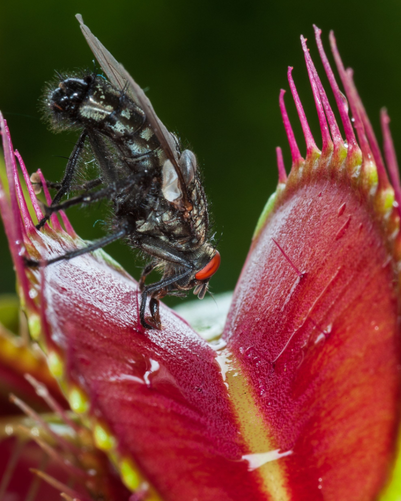 Plantas carnívoras