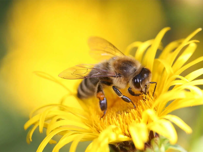 Día de las Abejas