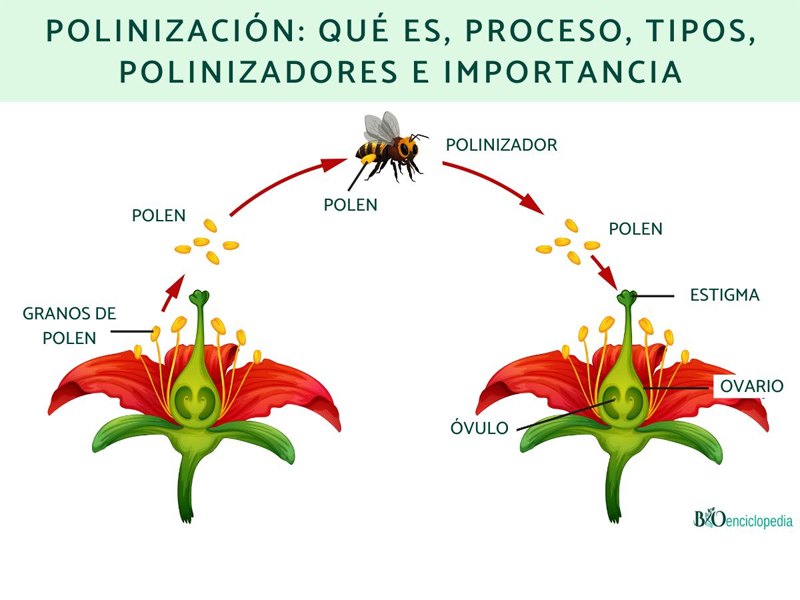 Día de las Abejas