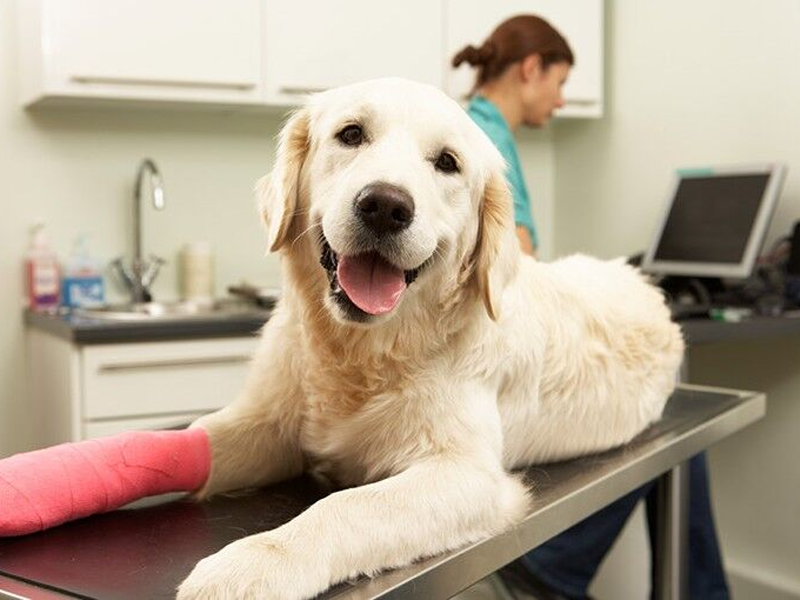 Esterilización para mascotas