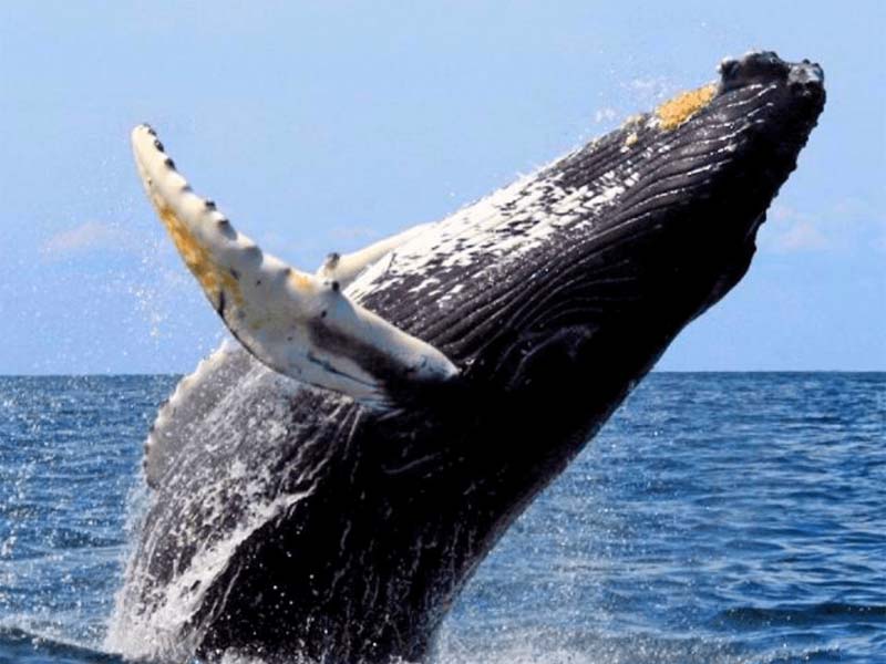 Ballenas de Nuquí