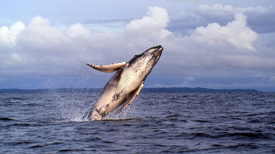 Ballenas jorobadas en el Pacífico colombiano: ¿por qué llegan y cómo verlas?
