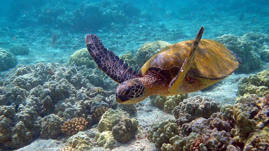 Biodiversidad en América Latina: las poblaciones de vida silvestre disminuyeron un 95 %