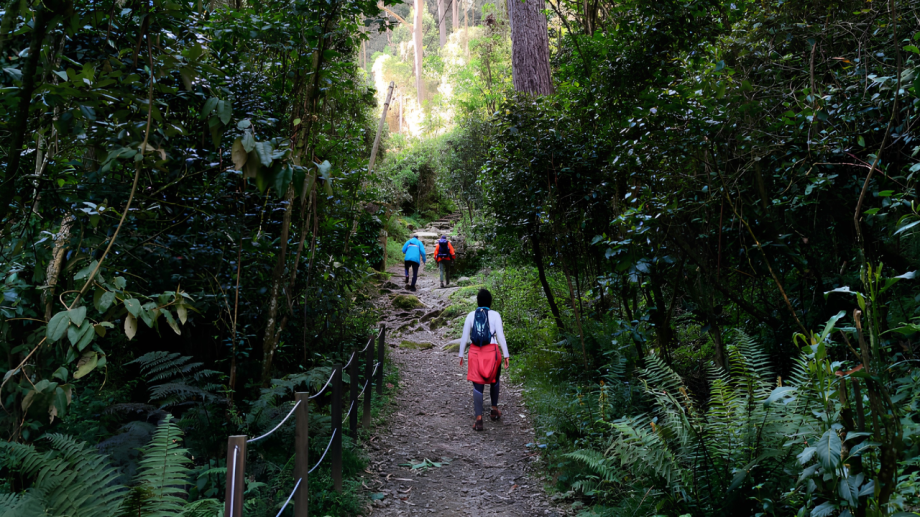 Caminar los Cerros Orientales para reconocer su riqueza natural