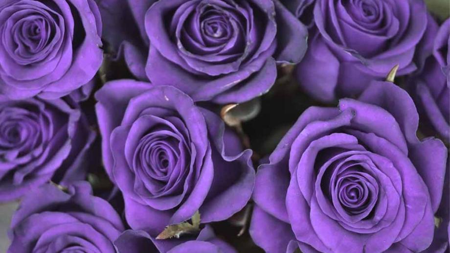 Feminicidio: 4 de diciembre, Día Distrital para honrar a las víctimas y reafirmar el compromiso contra la violencia de género