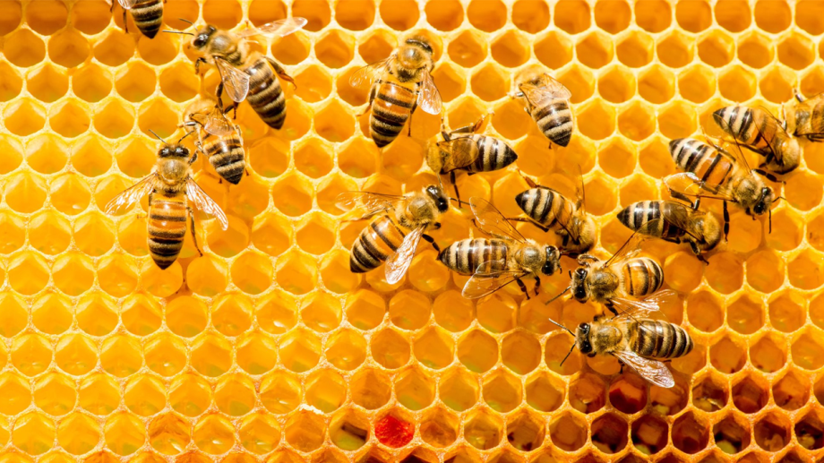 Día de las Abejas: origen de la fecha y la importancia de la polinización para los ecosistemas