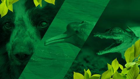 ¿Qué tanto sabes sobre la extinción de animales en Colombia?