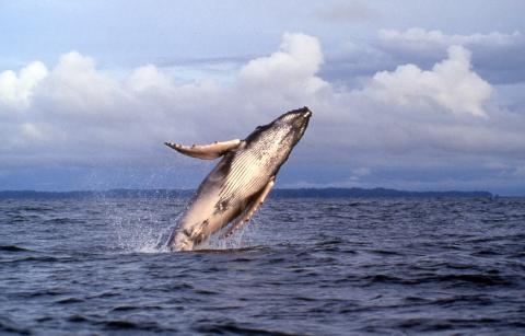 Ballenas jorobadas en el Pacífico colombiano: ¿por qué llegan y cómo verlas?