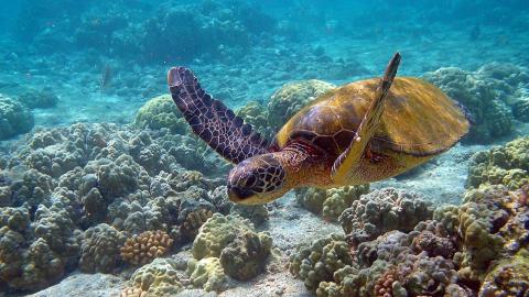 Biodiversidad en América Latina: las poblaciones de vida silvestre disminuyeron un 95 %