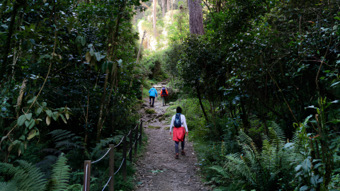 Caminar los Cerros Orientales para reconocer su riqueza natural