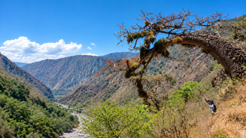 Ceiba Barrigona, el árbol endémico del Cañón del Chicamocha que está en riesgo