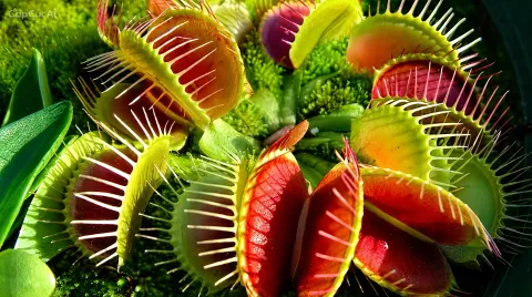 Plantas carnívoras, las increíbles adaptaciones del reino vegetal 