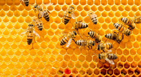 Día de las Abejas: origen de la fecha y la importancia de la polinización para los ecosistemas