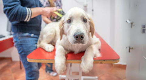 Esterilización para mascotas gratis en Bogotá 2026: requisitos, turnos y puntos oficiales