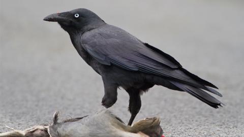 Simbología de los cuervos en la literatura y el cine