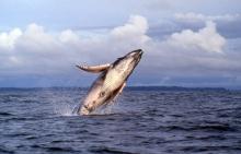 Ballenas jorobadas en el Pacífico colombiano: ¿por qué llegan y cómo verlas?