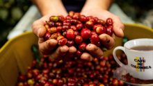 Café: desmentimos los mitos más comunes 