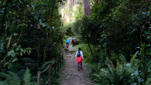 Caminar los Cerros Orientales para reconocer su riqueza natural