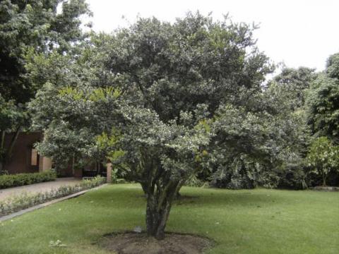 Arrayán, árbol de la libertad