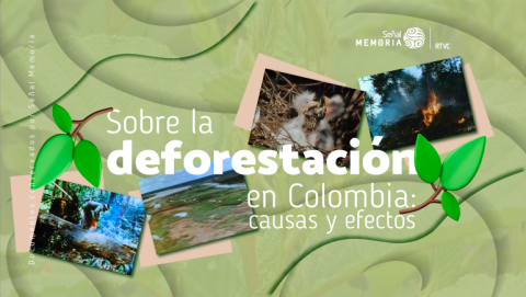 Sobre la deforestación en Colombia: causas y efectos