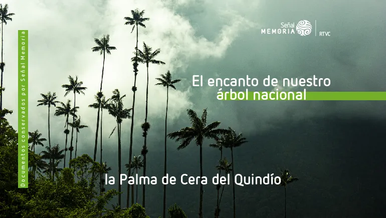 La Palma de Cera del Quindío