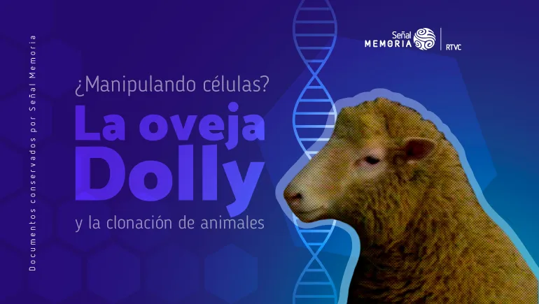 ¿Manipulando células? La oveja Dolly y la clonación de animales