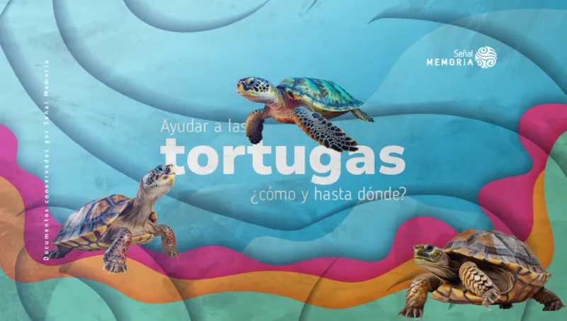 Tortuga marina en su hábitat