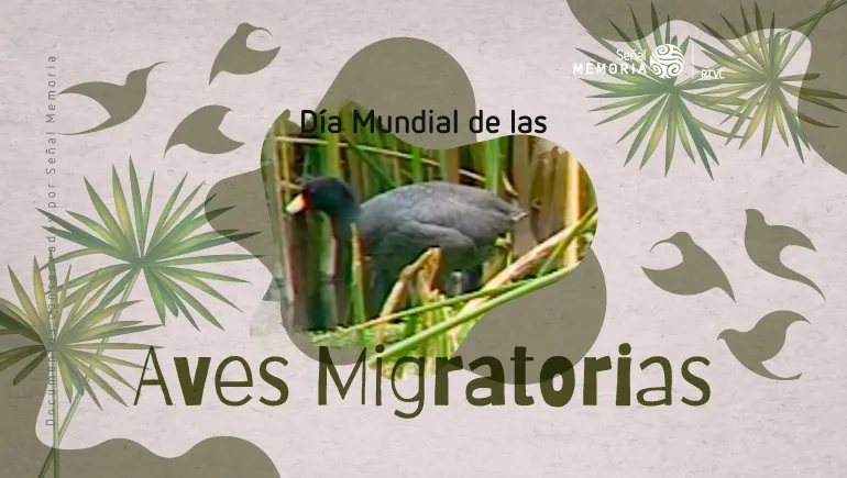 Día Mundial de las Aves Migratorias